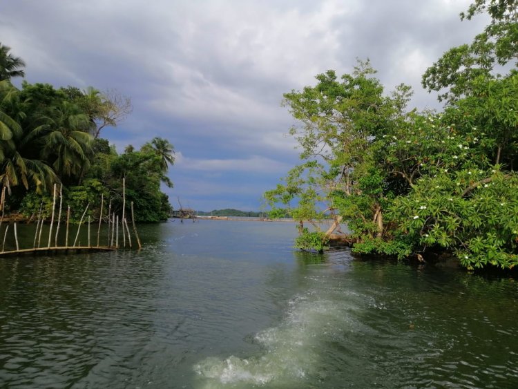 Mangrove Trees (Kadolana)