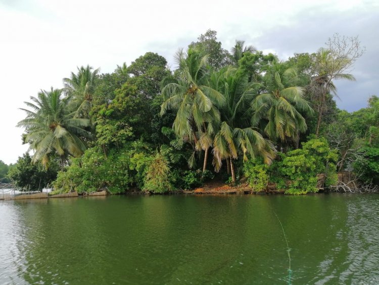 Mangrove Trees (Kadolana)