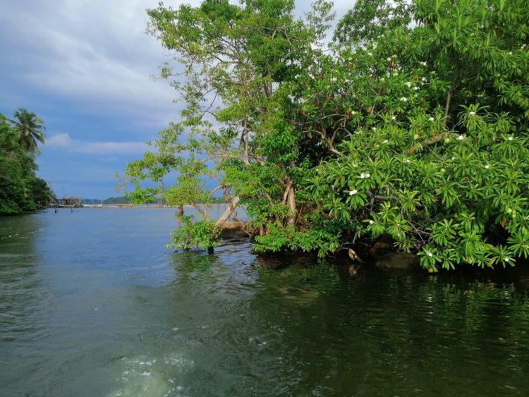 Mangrove Trees (Kadolana)