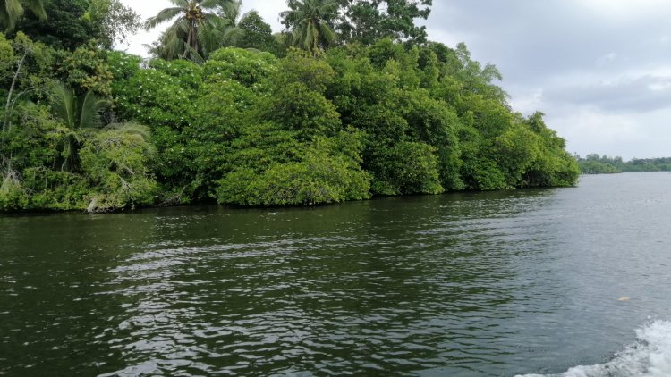 Mangrove Trees (Kadolana)