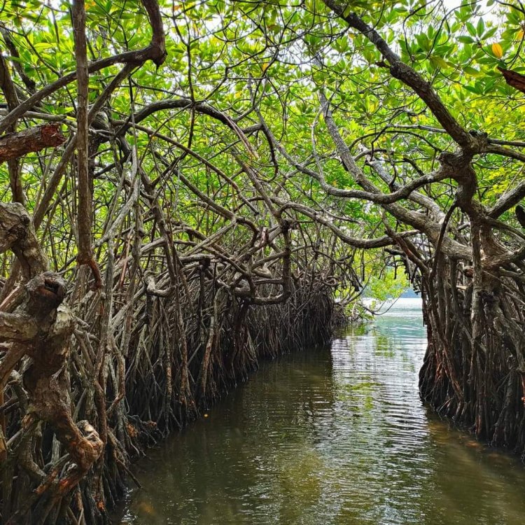 Madu Ganga River Boat Safari