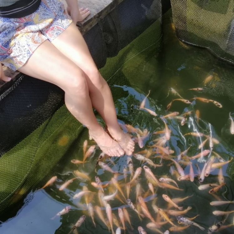 Fish Therapy (Foot Massage with Doctor Fish)