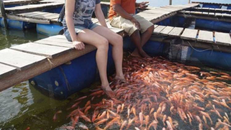 Fish Therapy (Foot Massage with Doctor Fish)