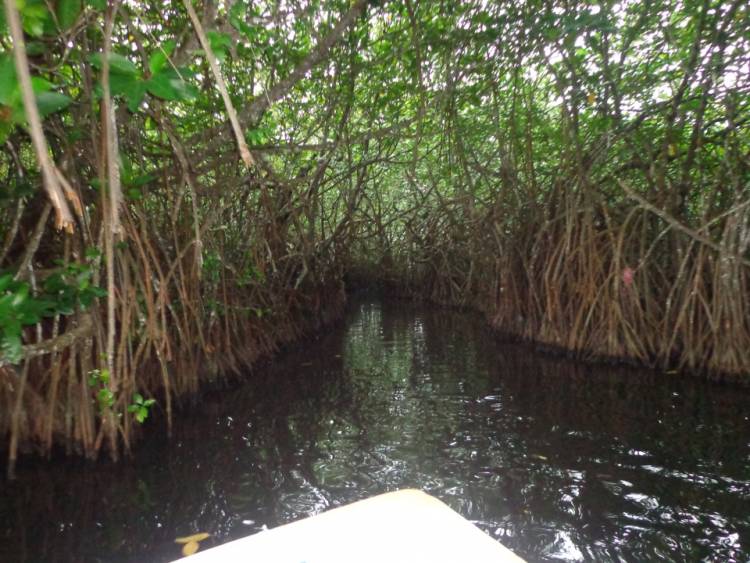 Madu Ganga River Boat Safari